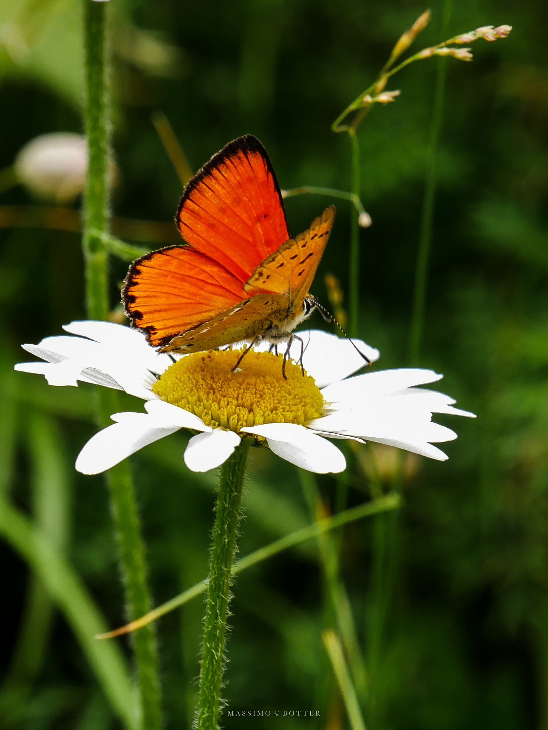 Farfalla 2 arancione