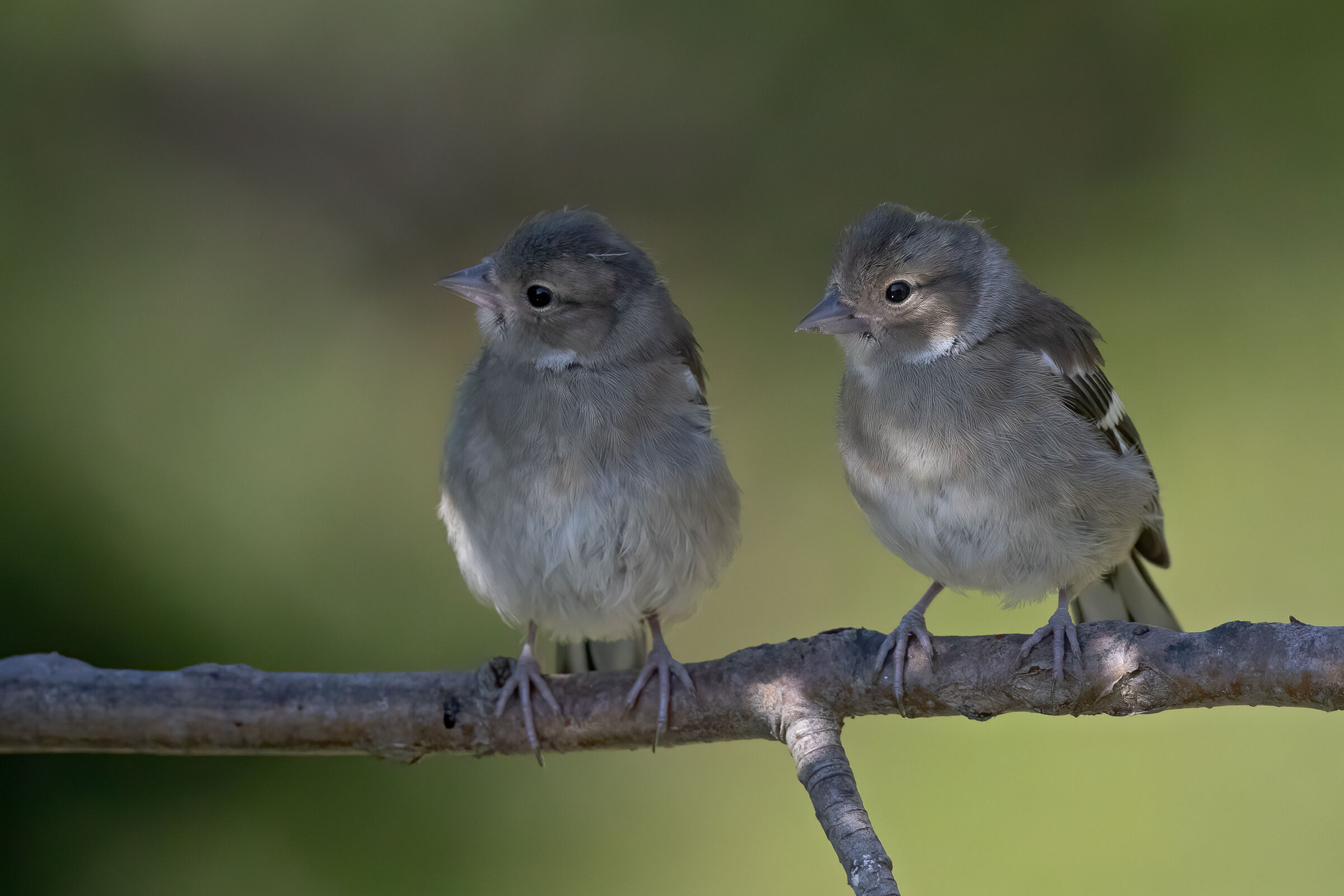 " The two brothers "