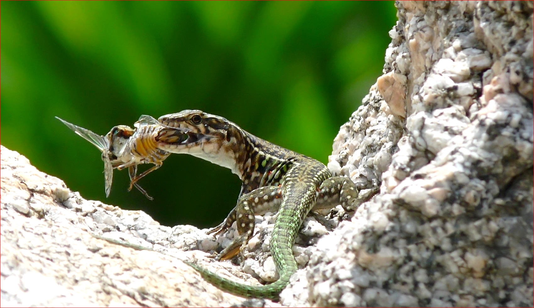 Caccia grossa ..2.( Lumix fz48