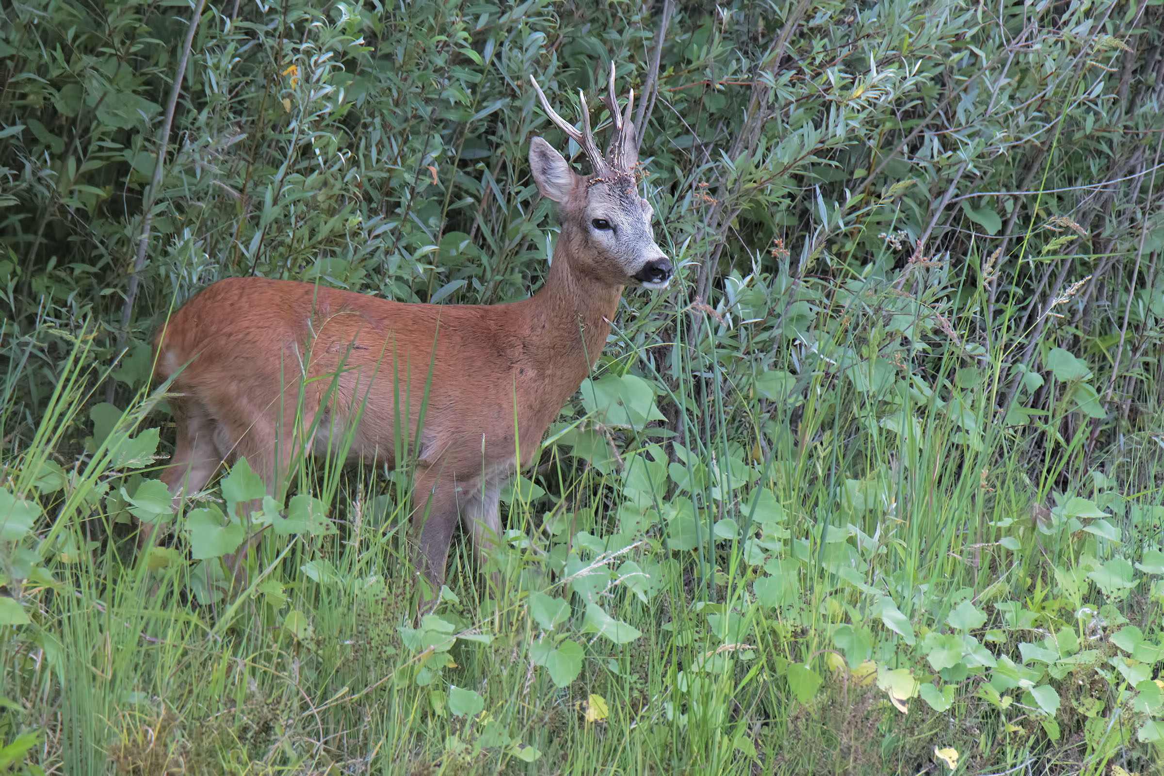Capriolo