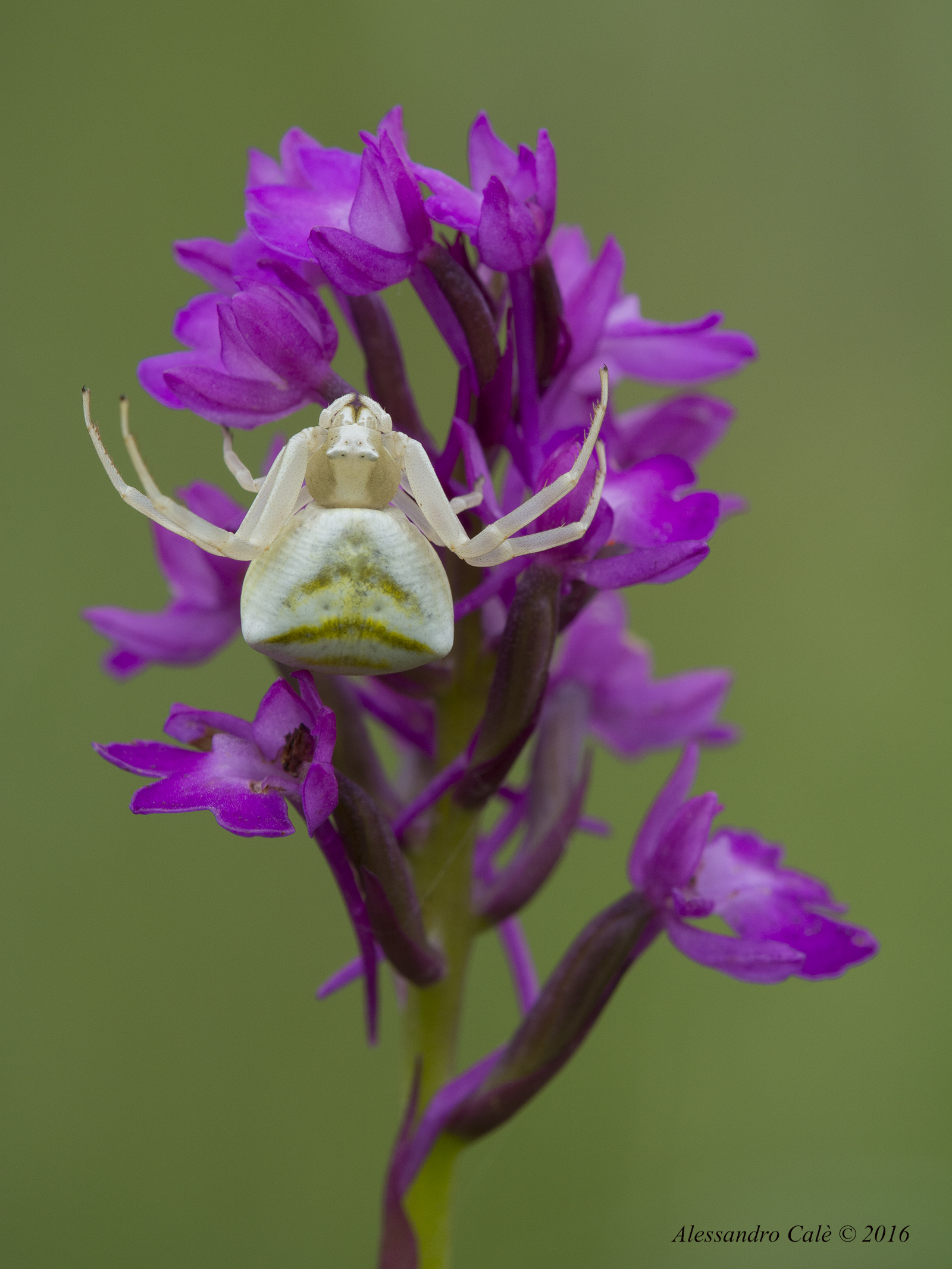 Thomisus onustus 2268