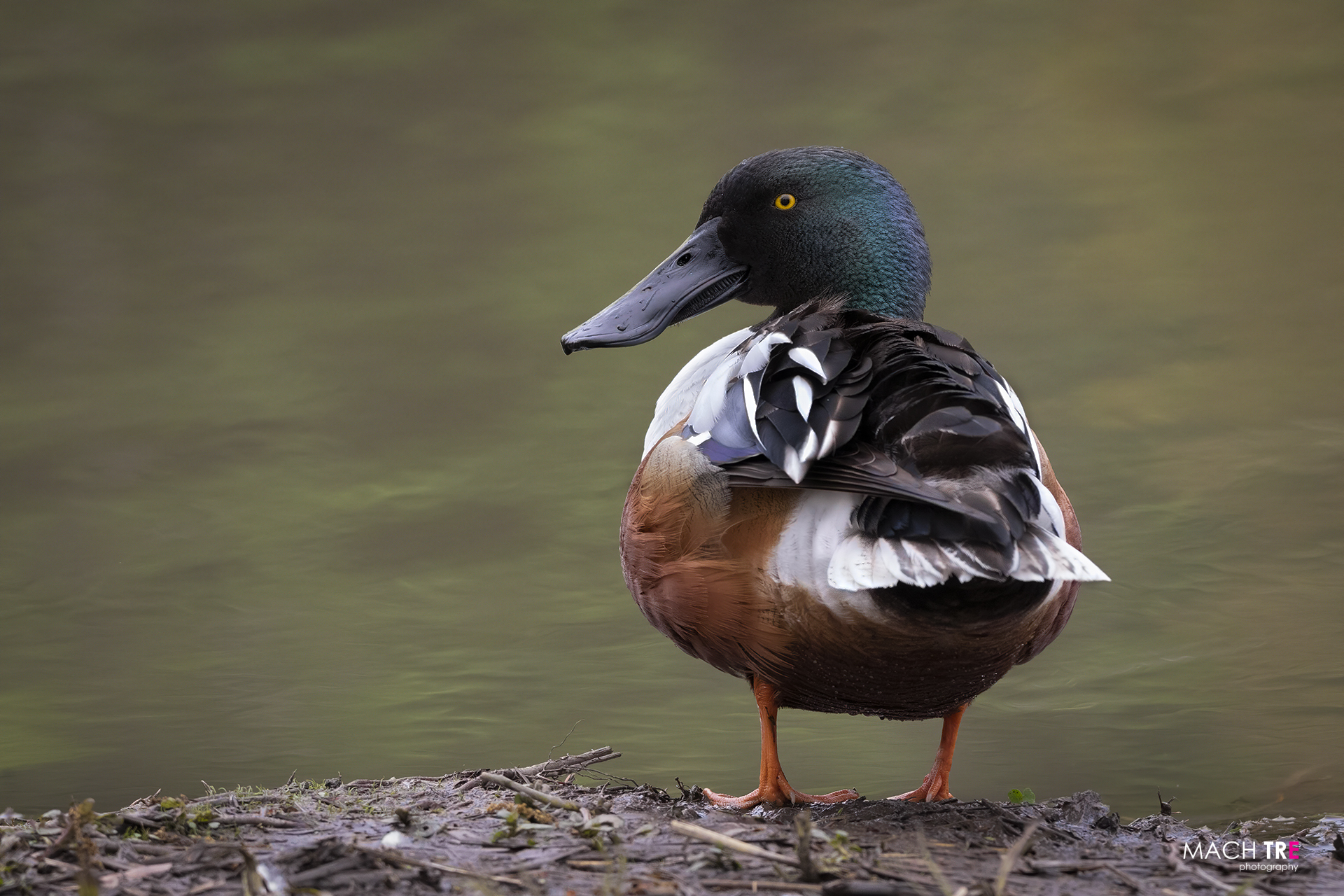 Mestolone (Anas clypeata)