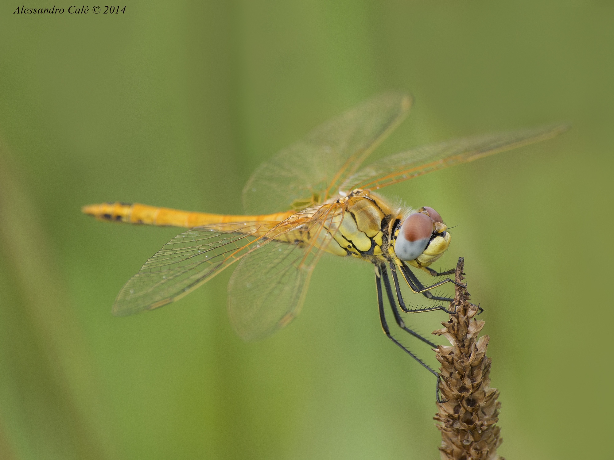 Sympetrum 8298