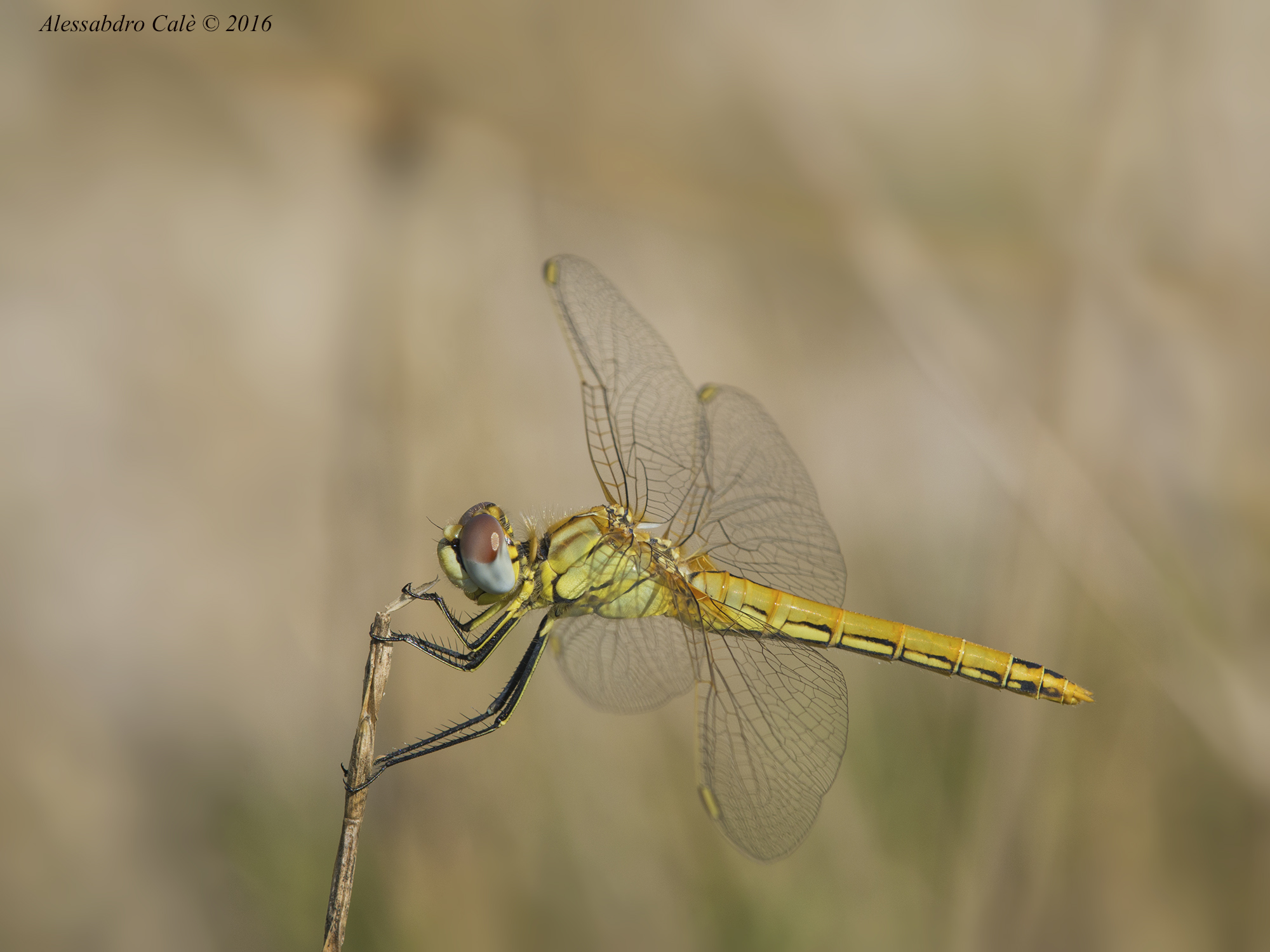 Sympetrum 6940