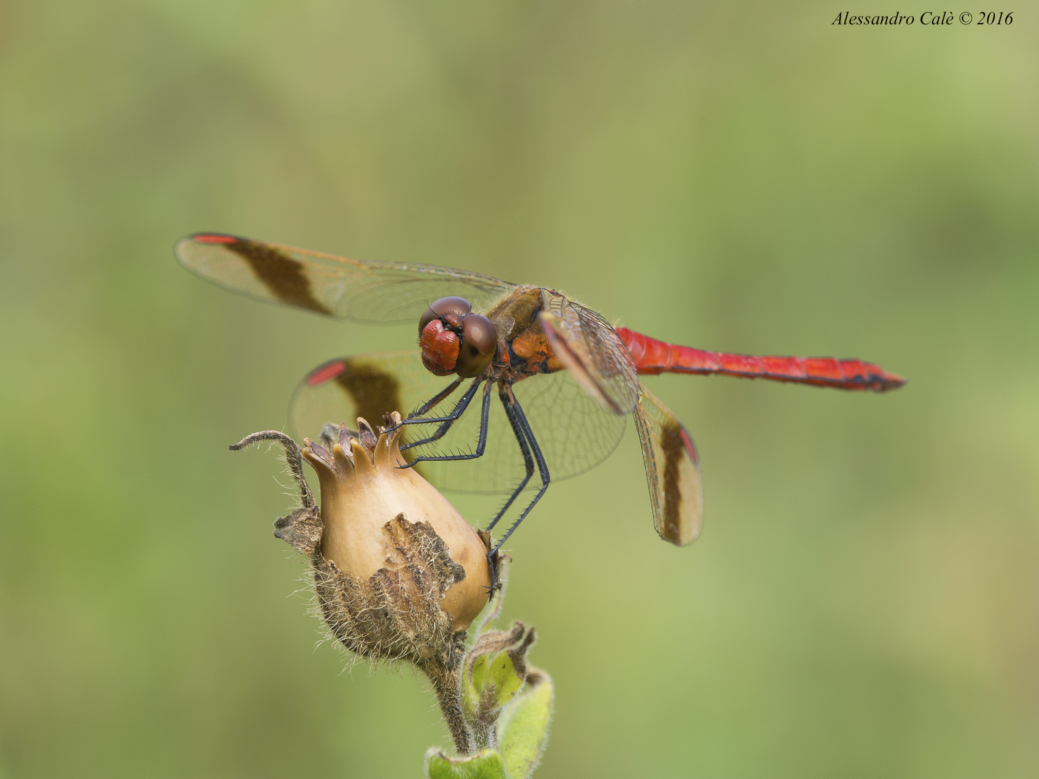 Sympetrum pedemontanum 6497