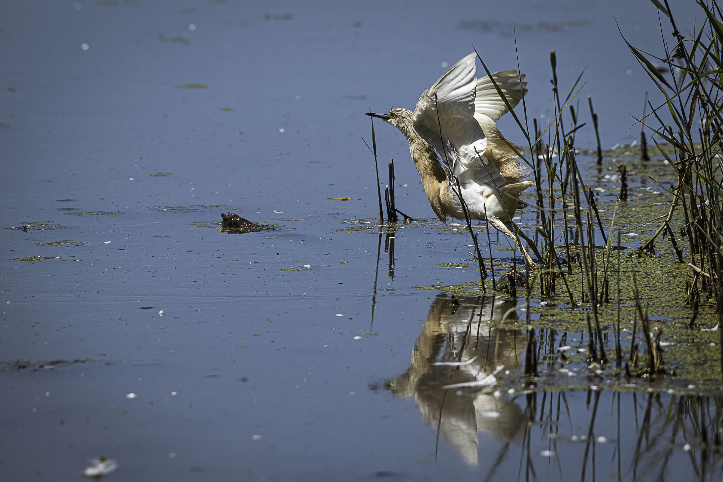 Lo stacco della sgarza