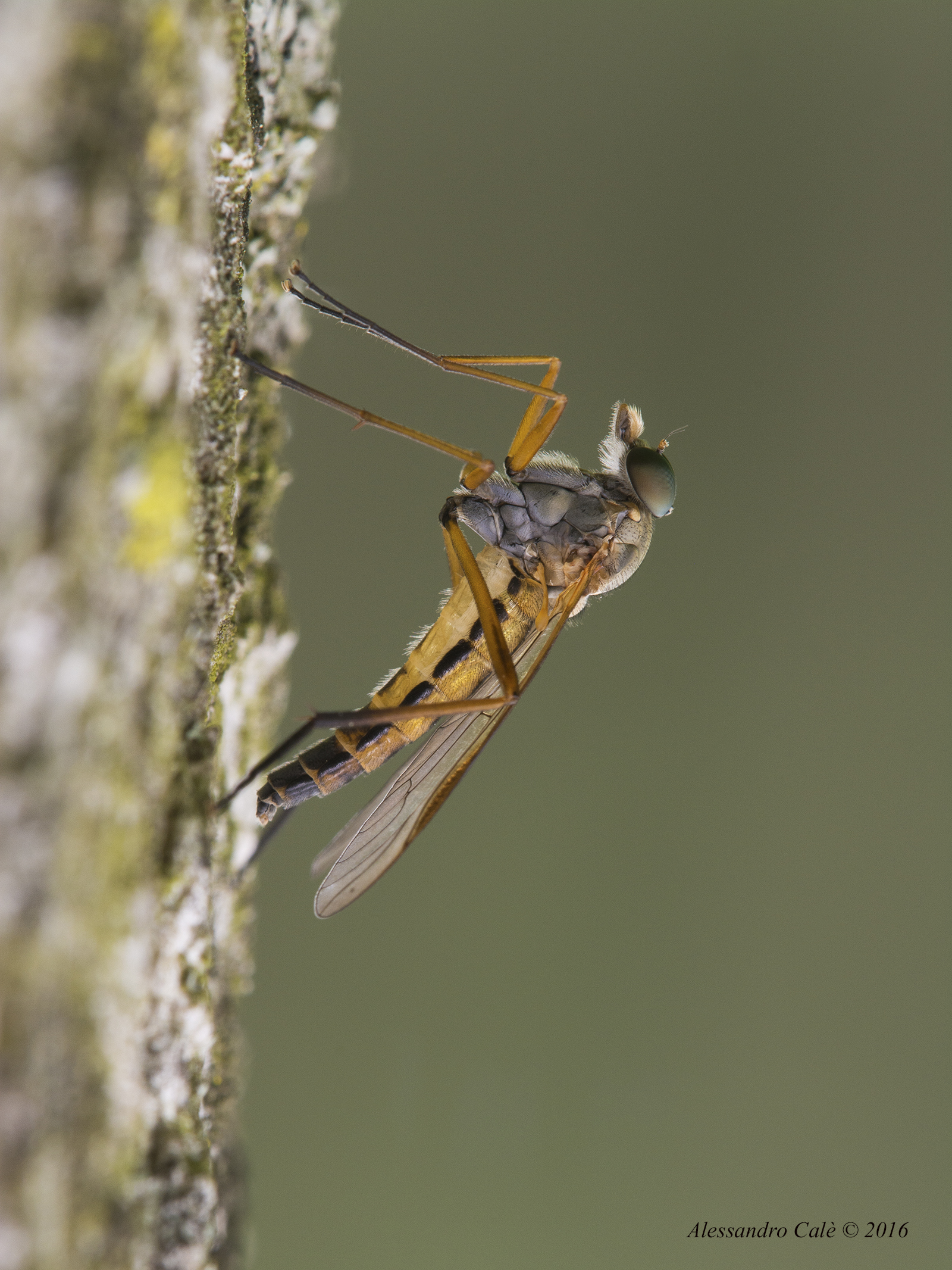 Rhagio scolopacea 2144