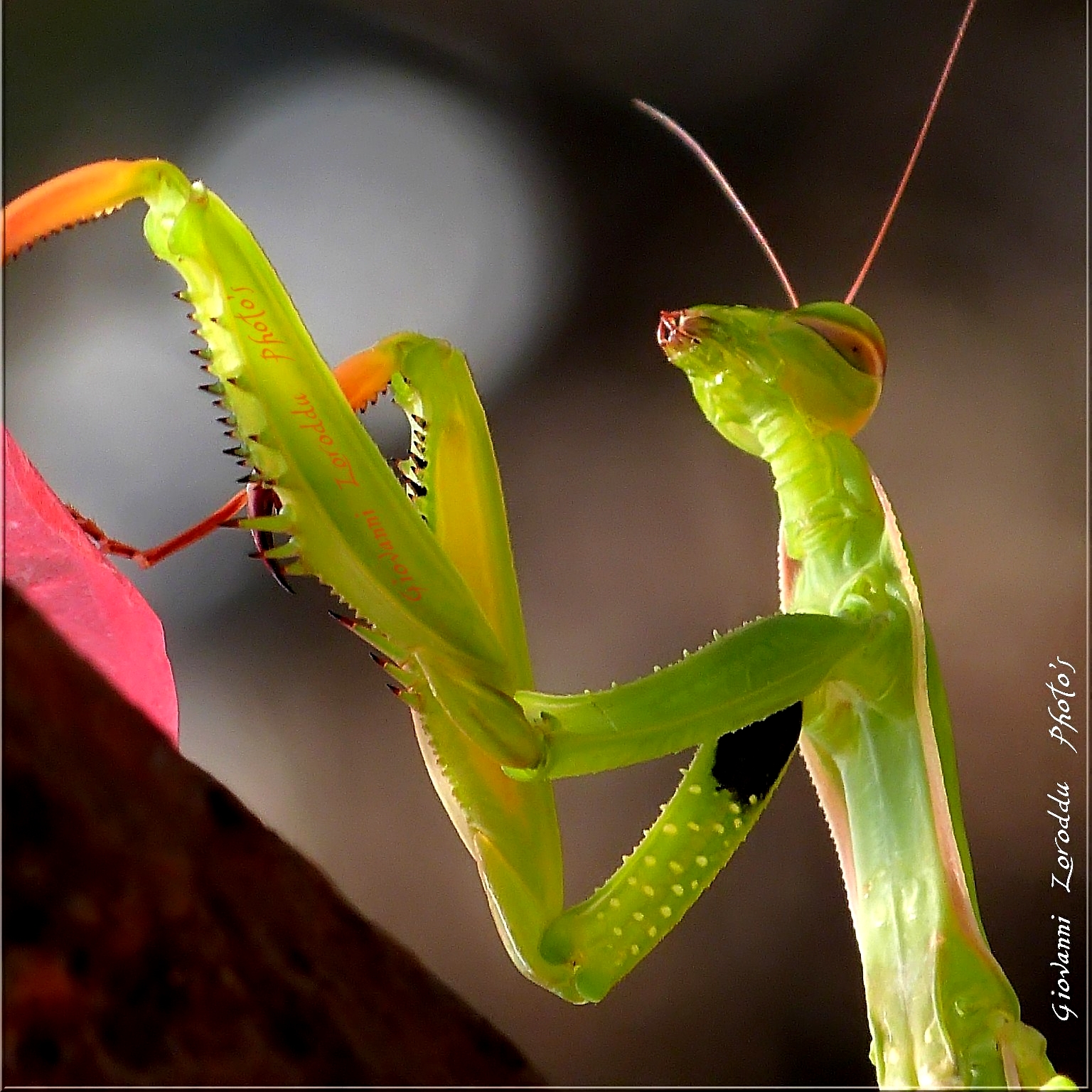 Il pianista..... ( Lumix fz48