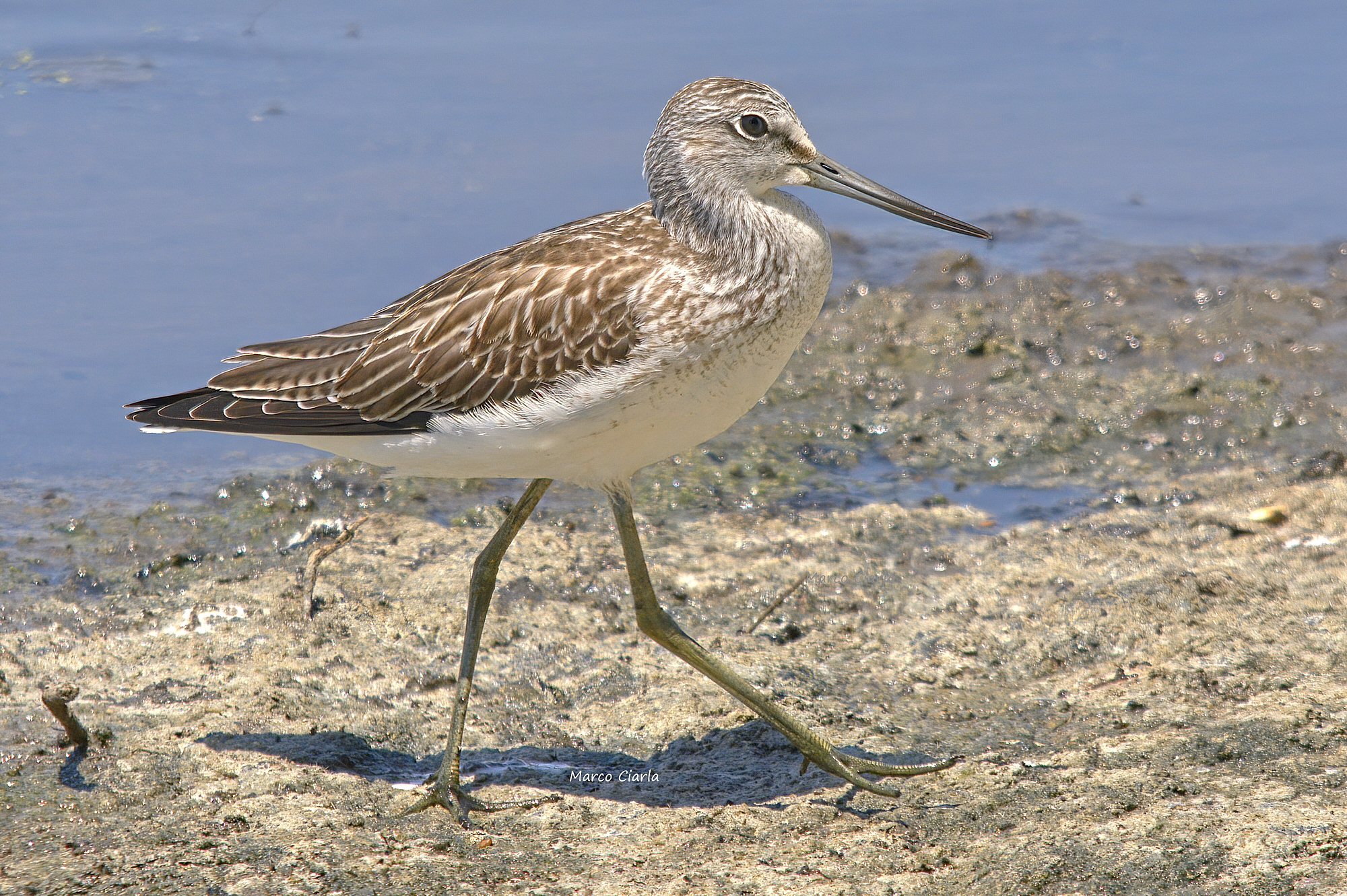 Pantana (Tringa nebulary)