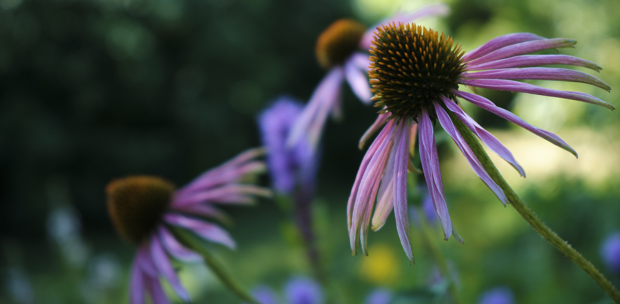 Echinacea Purpurea
