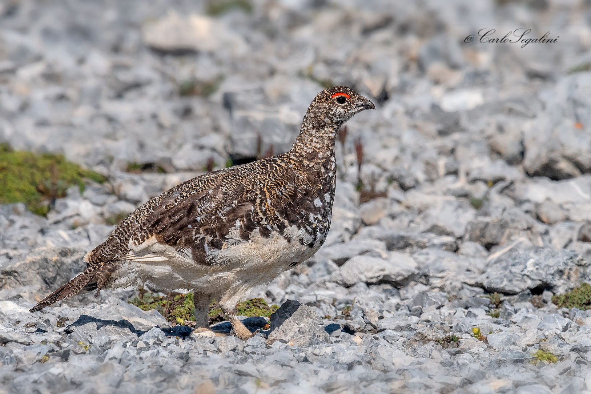 Pernice bianca,soggetto maschio