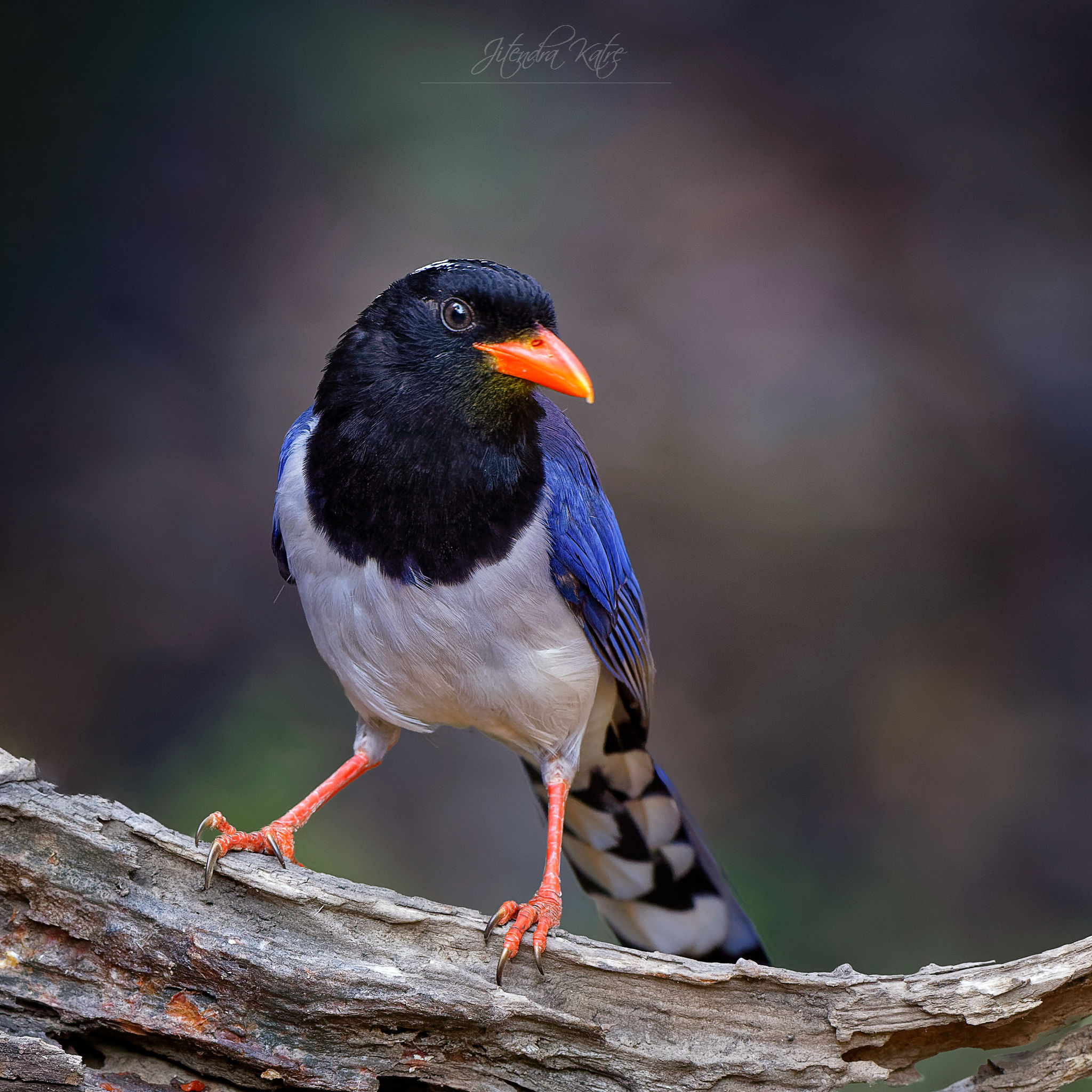 Rosso con il becco con carta blu