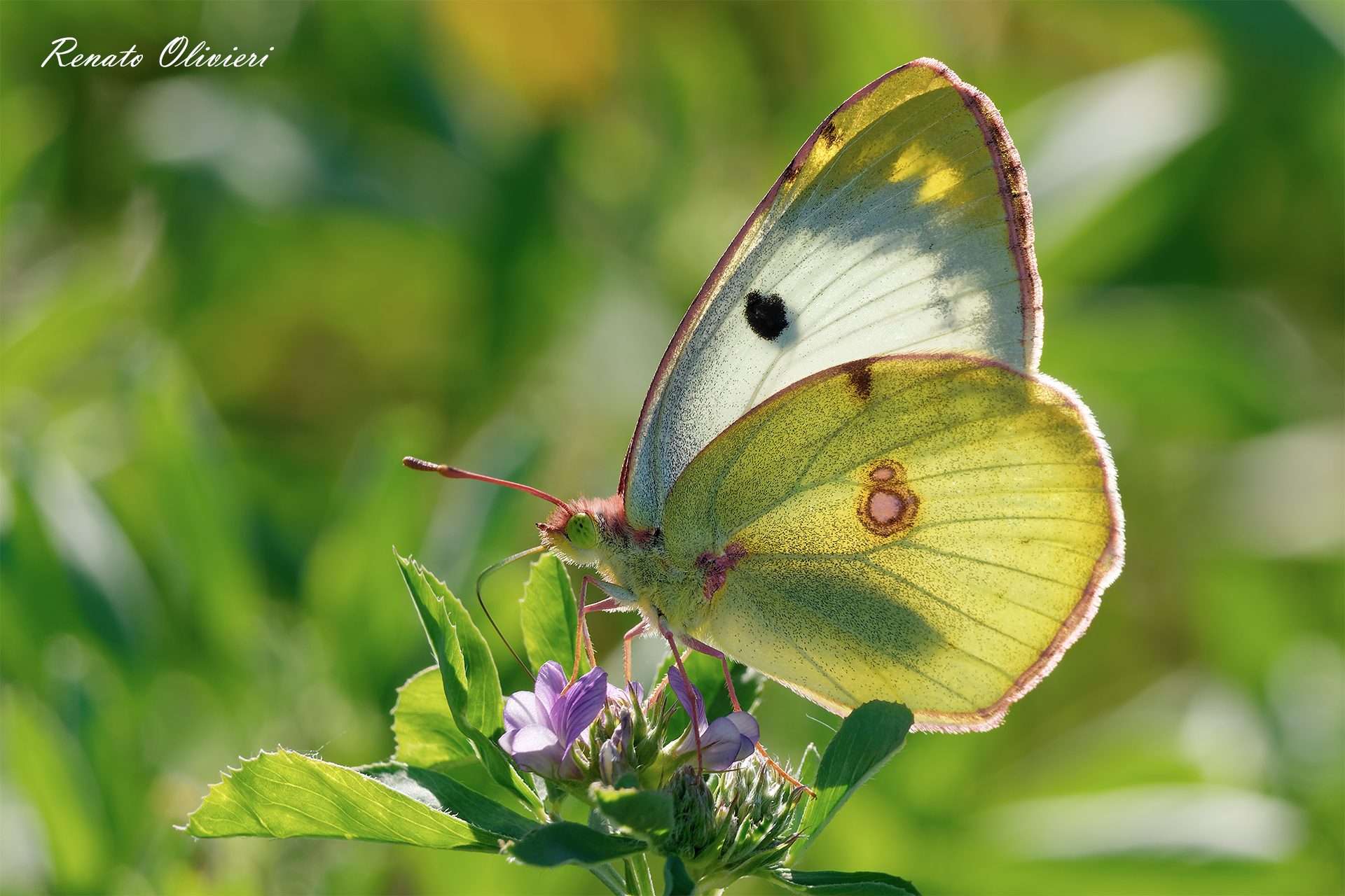 Yellow colia. ( female )