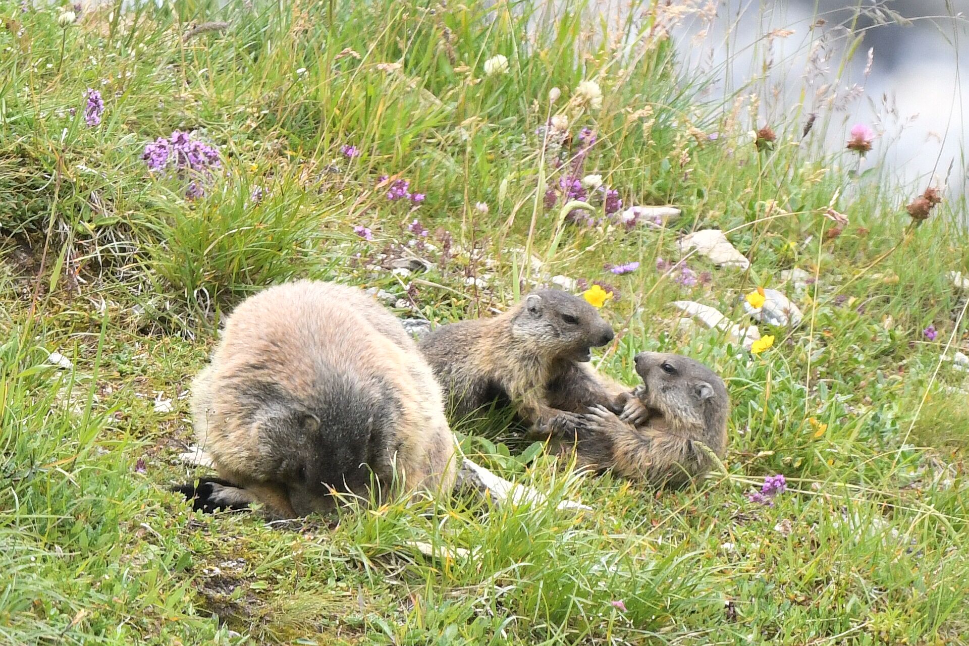 marmotte