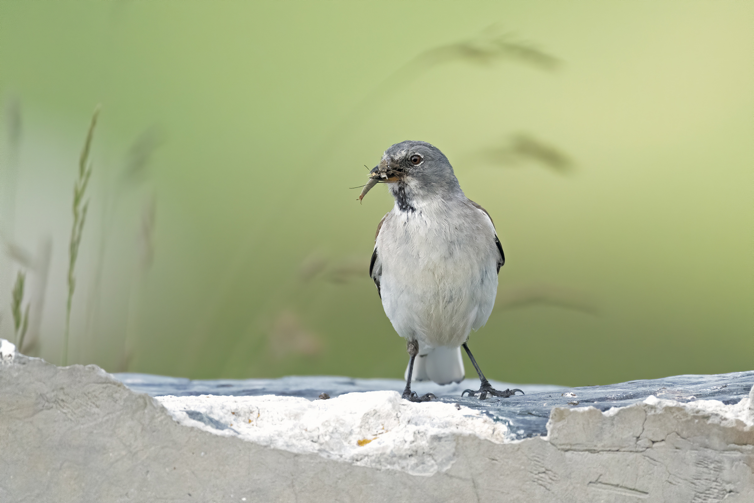 Il Fringuello alpino