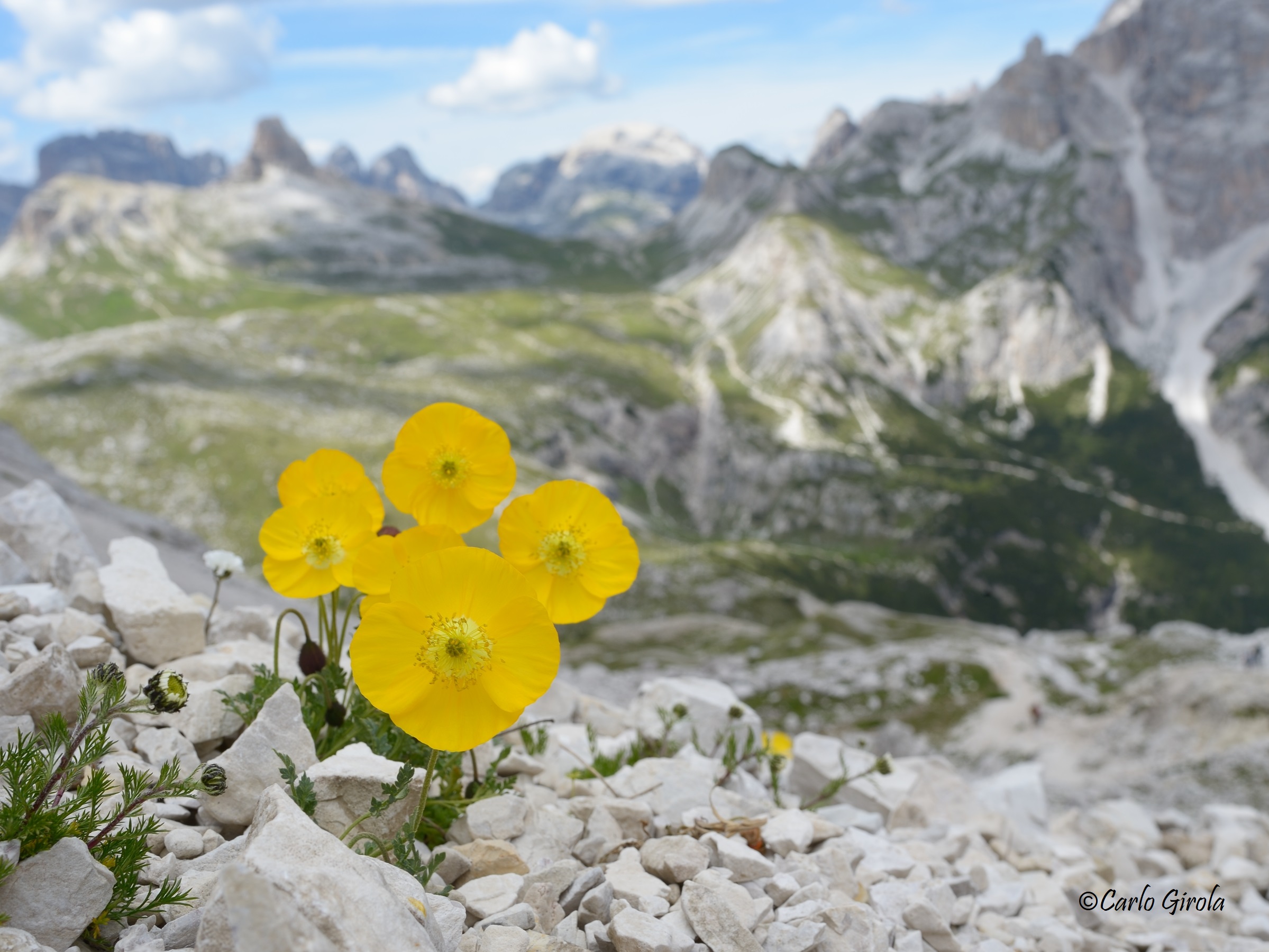 Papavero alpino (Papaver alpinum)