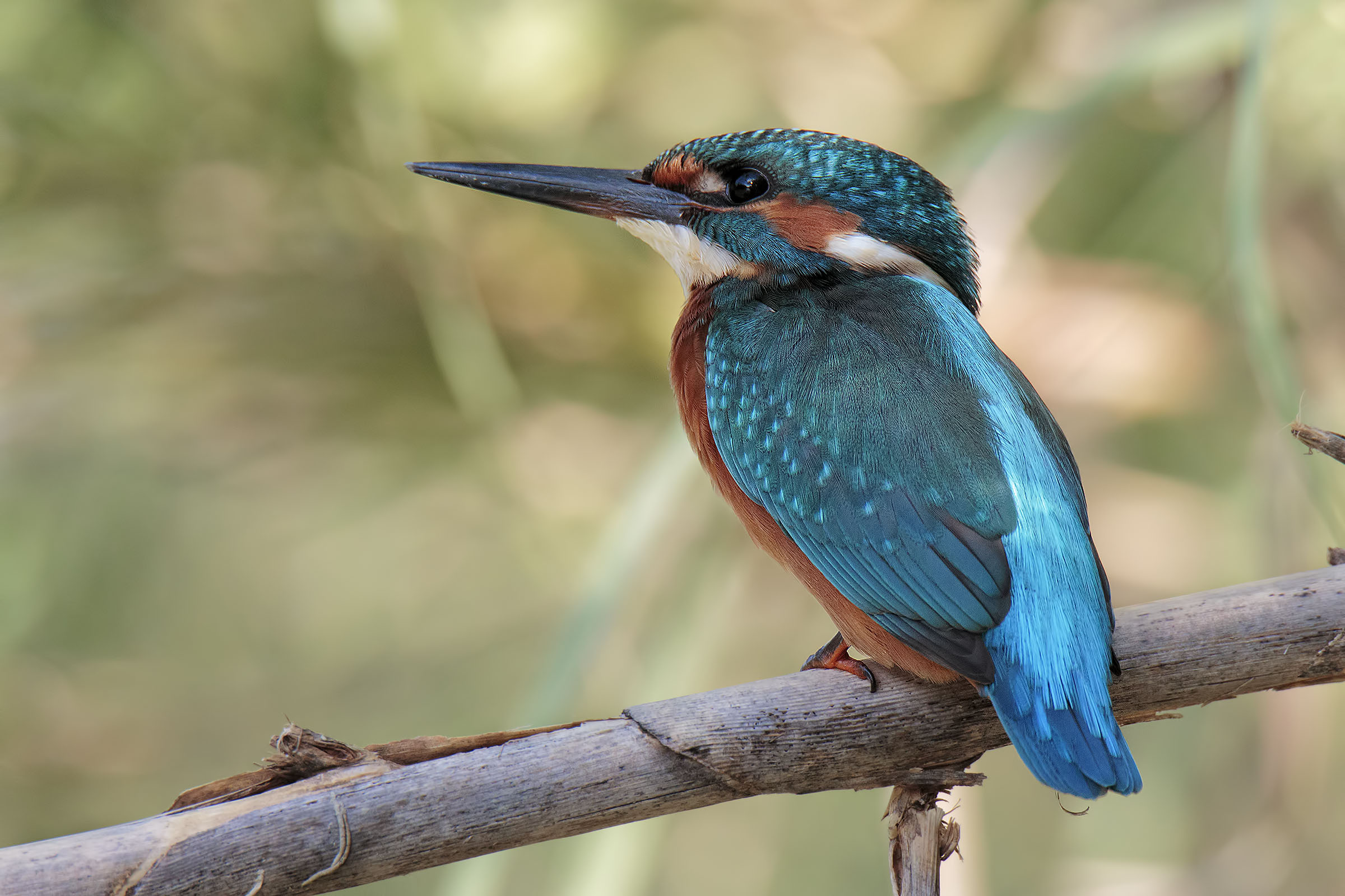 Martina la Pescatora