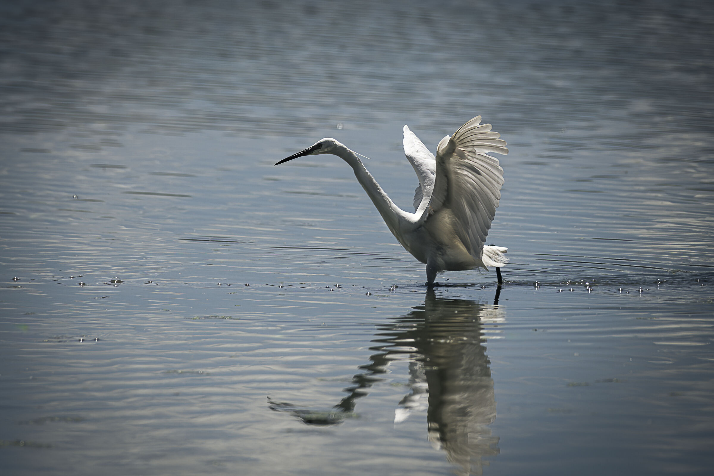 L'inseguitrice delle bolle d'aria