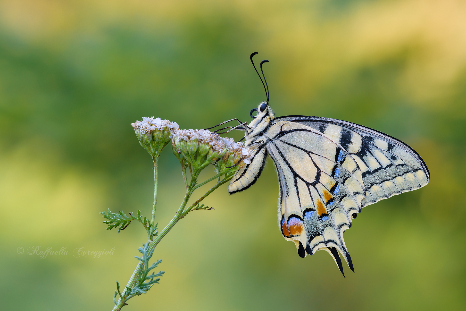 Ospite dell'Achillea