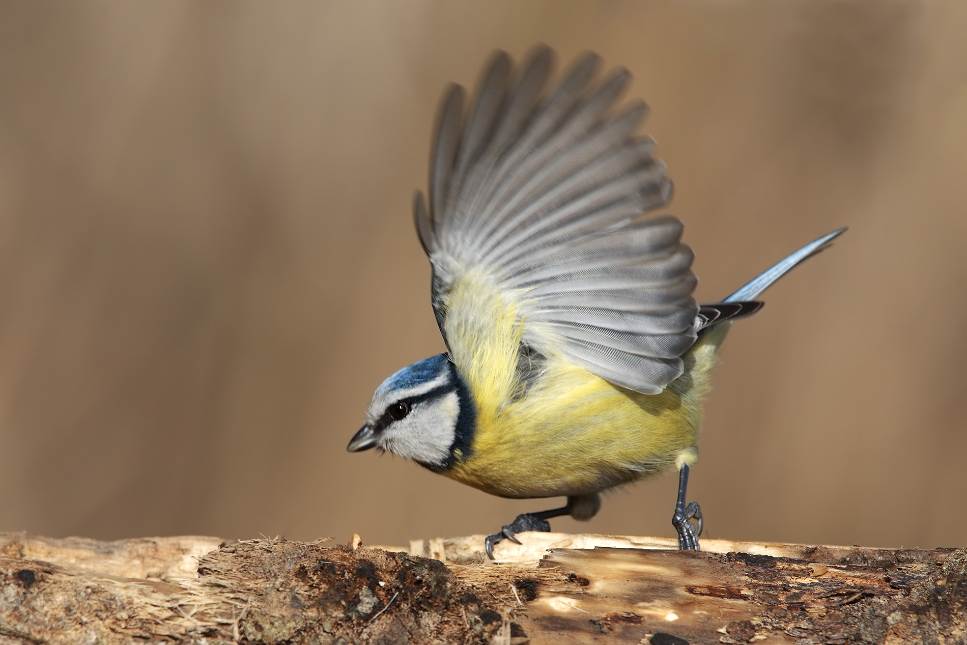 Cinciarella. ginnastica matutina!!