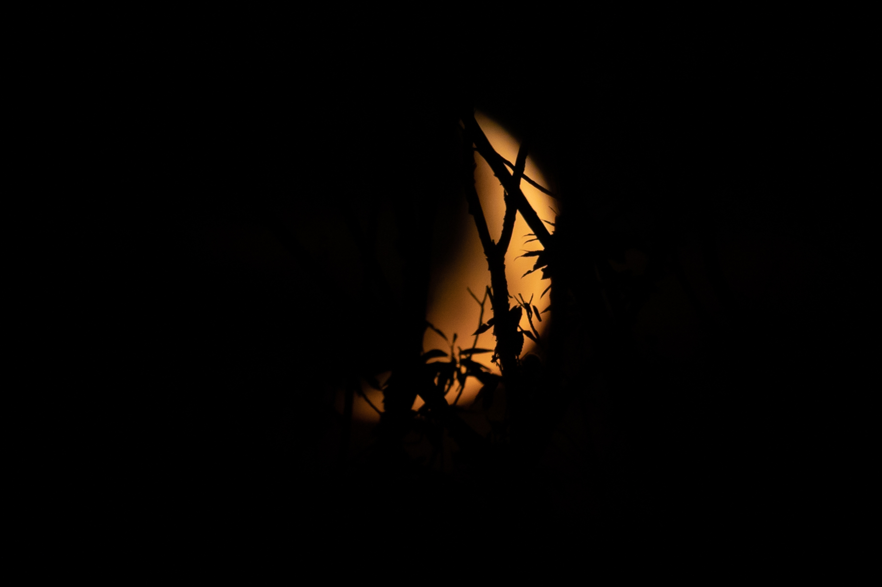 bosco malato con luna storta