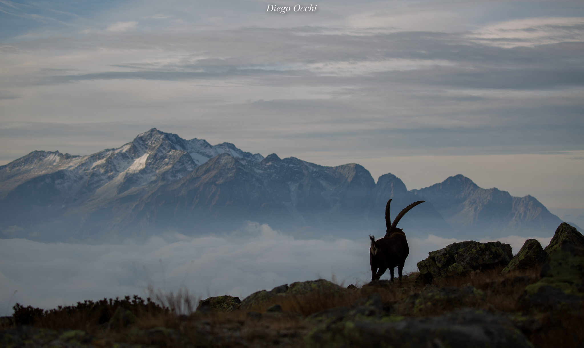 Ibex (Silhouette)