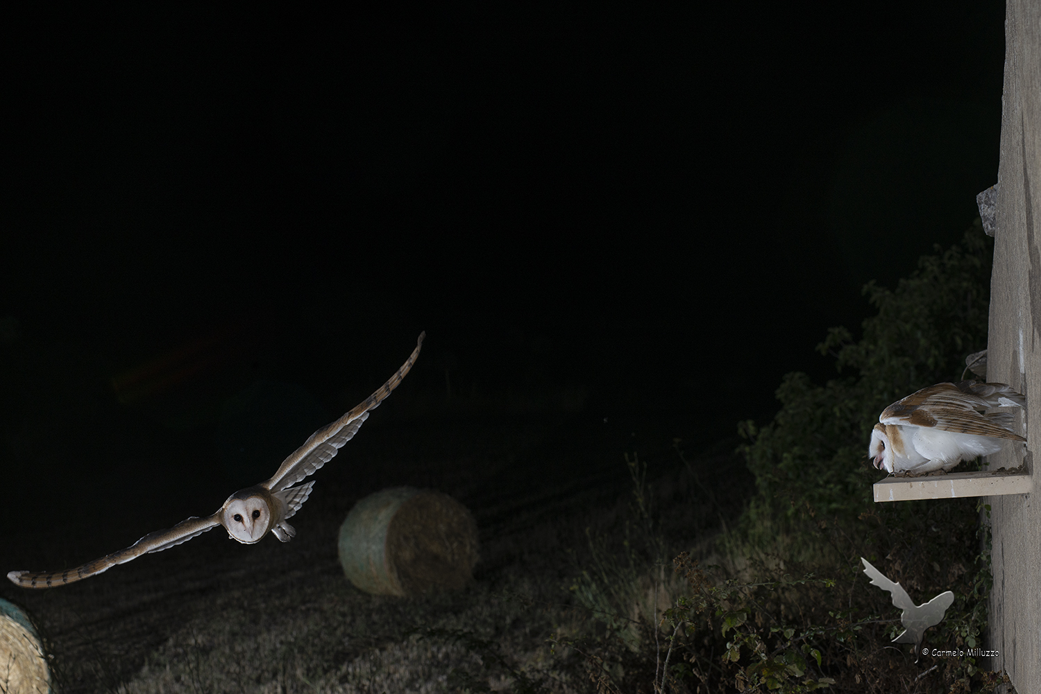 Night flights _ Tyto dawn _