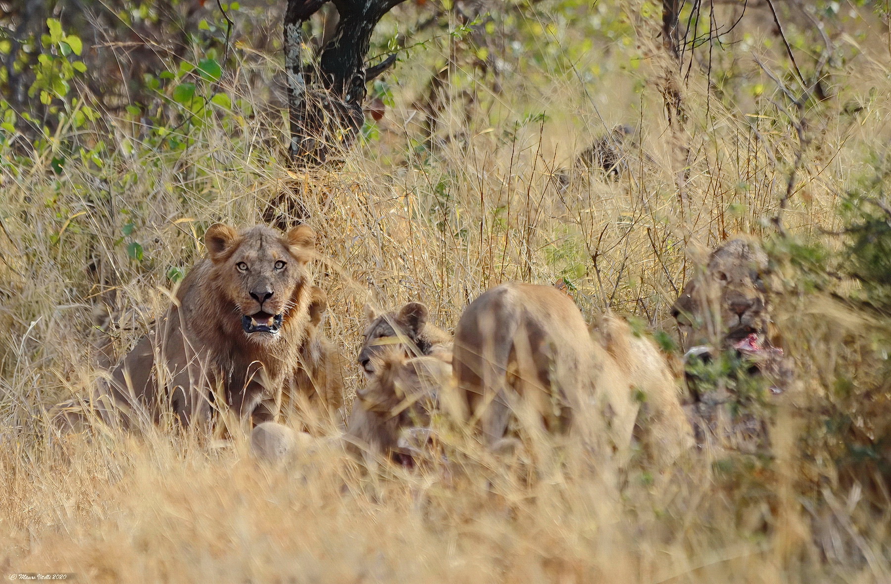Bufalo per pranzo...