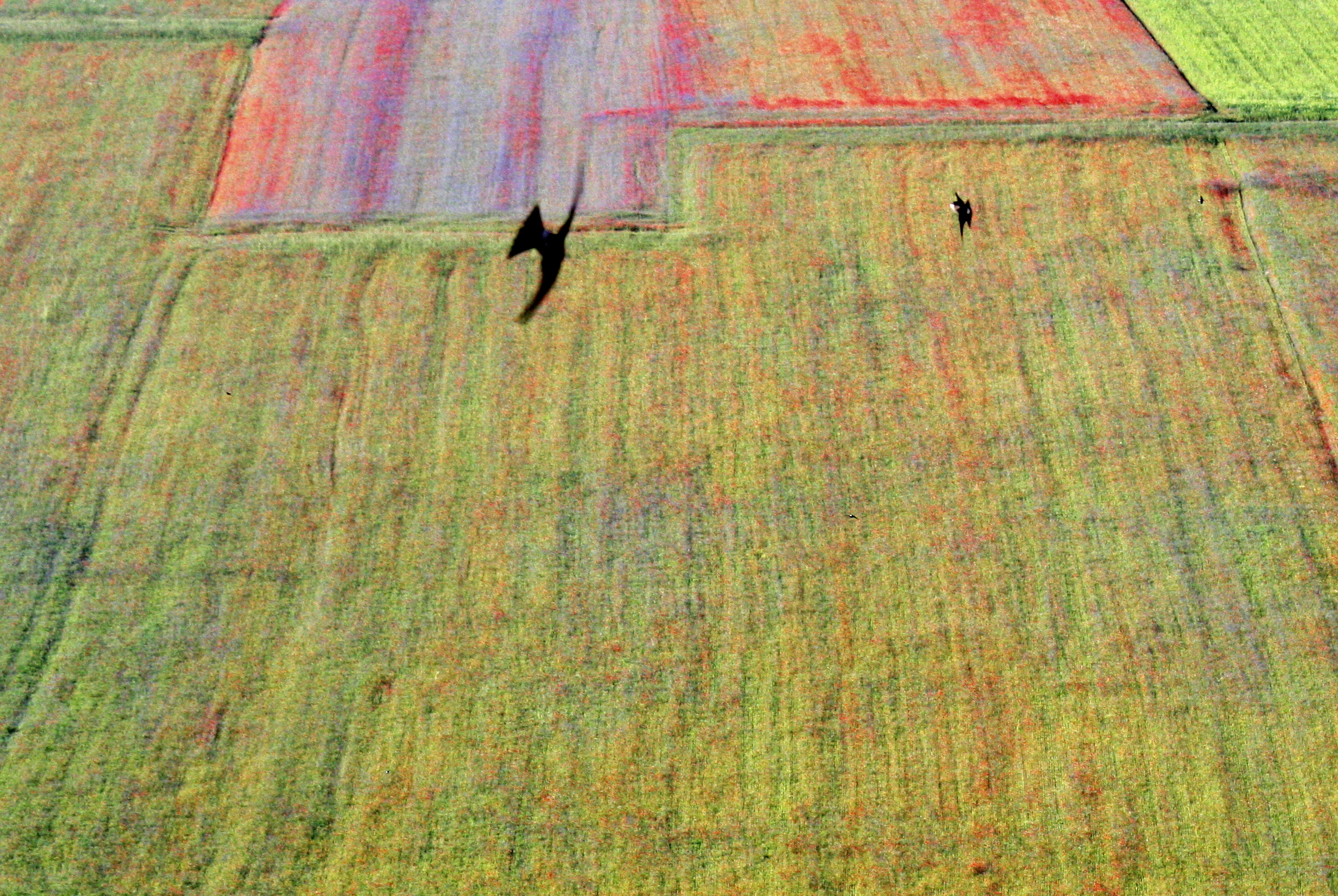 7219 - Castelluccio di Norcia 2020