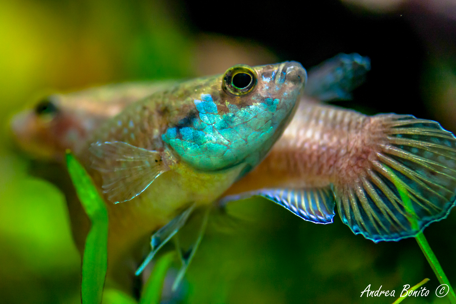 Abbraccio Betta simplex 1