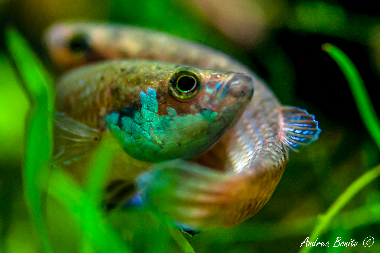 Abbraccio Betta simplex 2