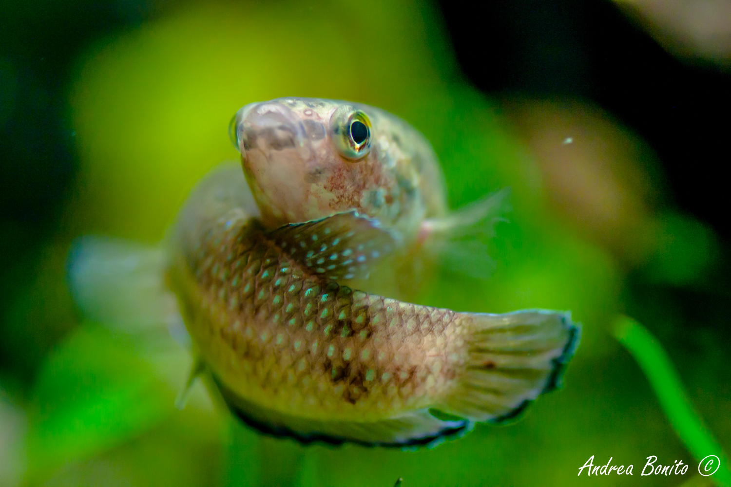 Abbraccio Betta simplex 3