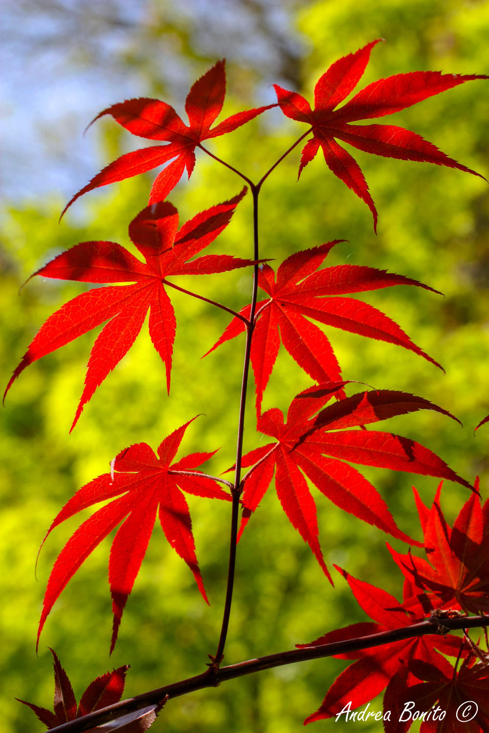 Acer palmatum atropurpureum