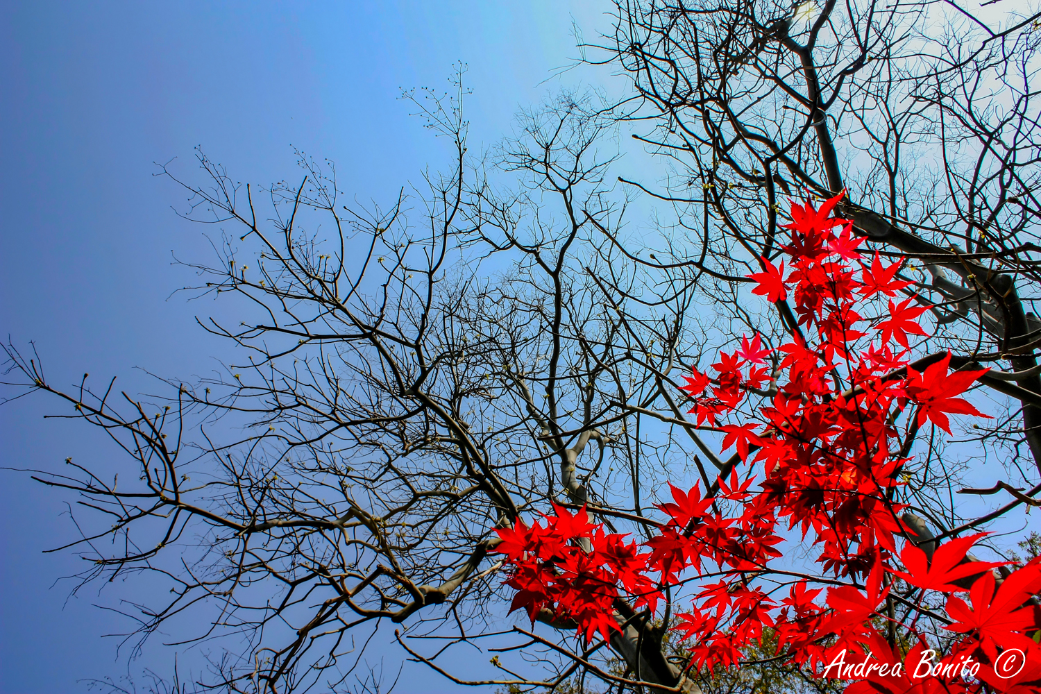 Acer palmatum atropurpureum and Firmiana