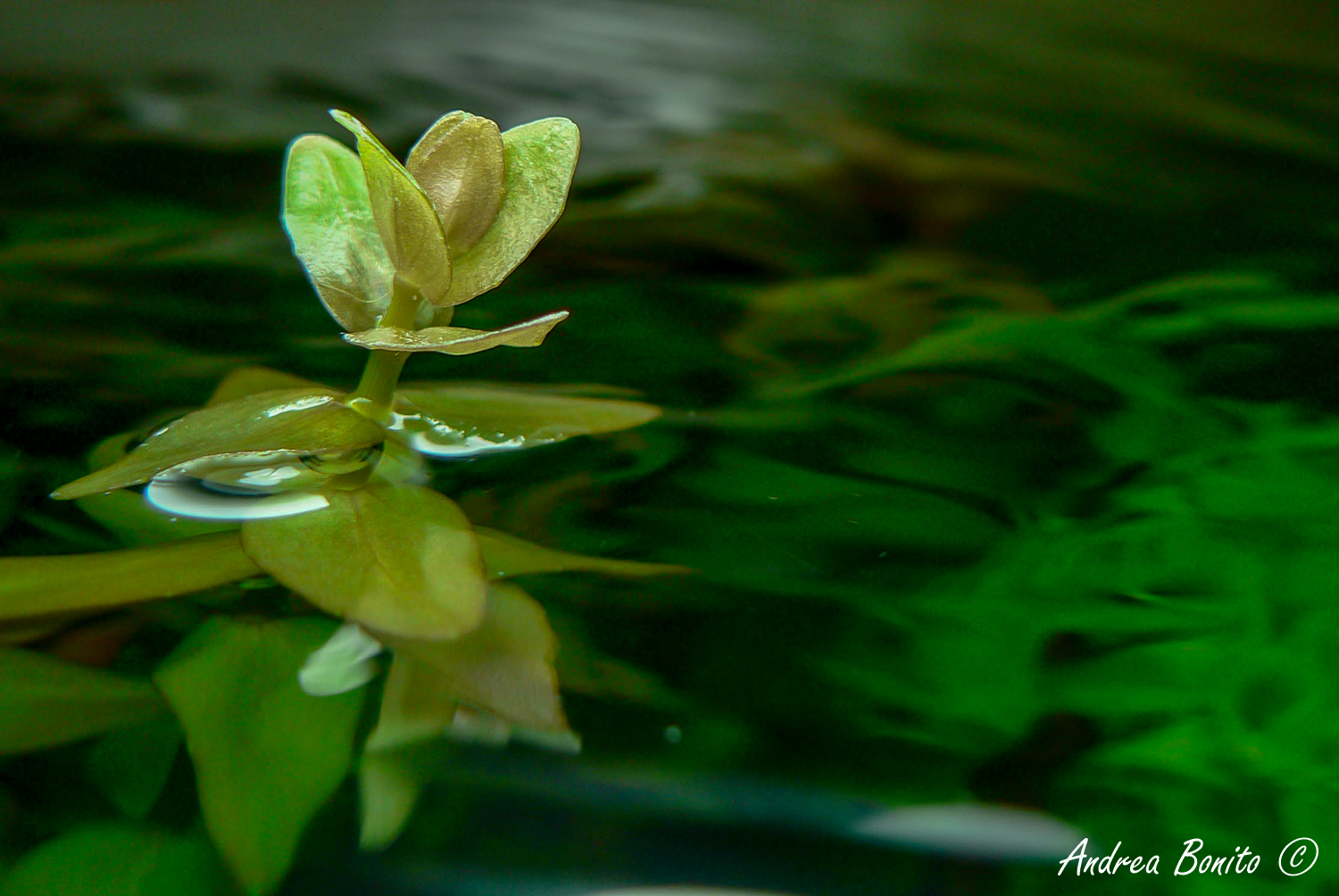 Bacopa, New
