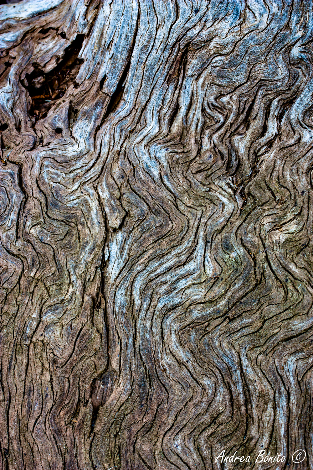 Cupressus arizonic, zest