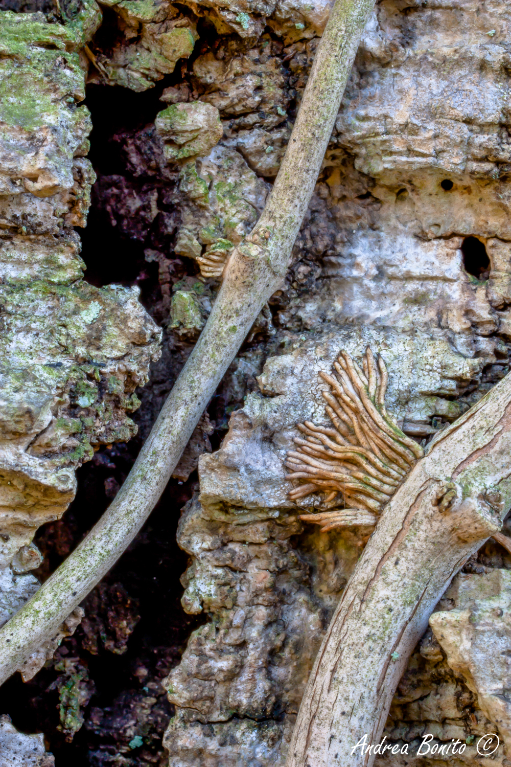Quercus suber and Bignonia roots