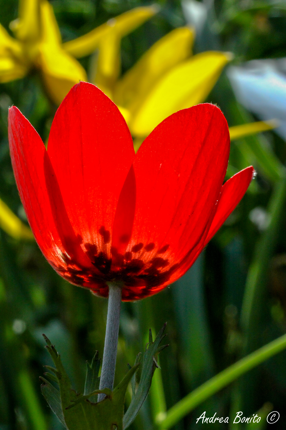 Coronary Anemone