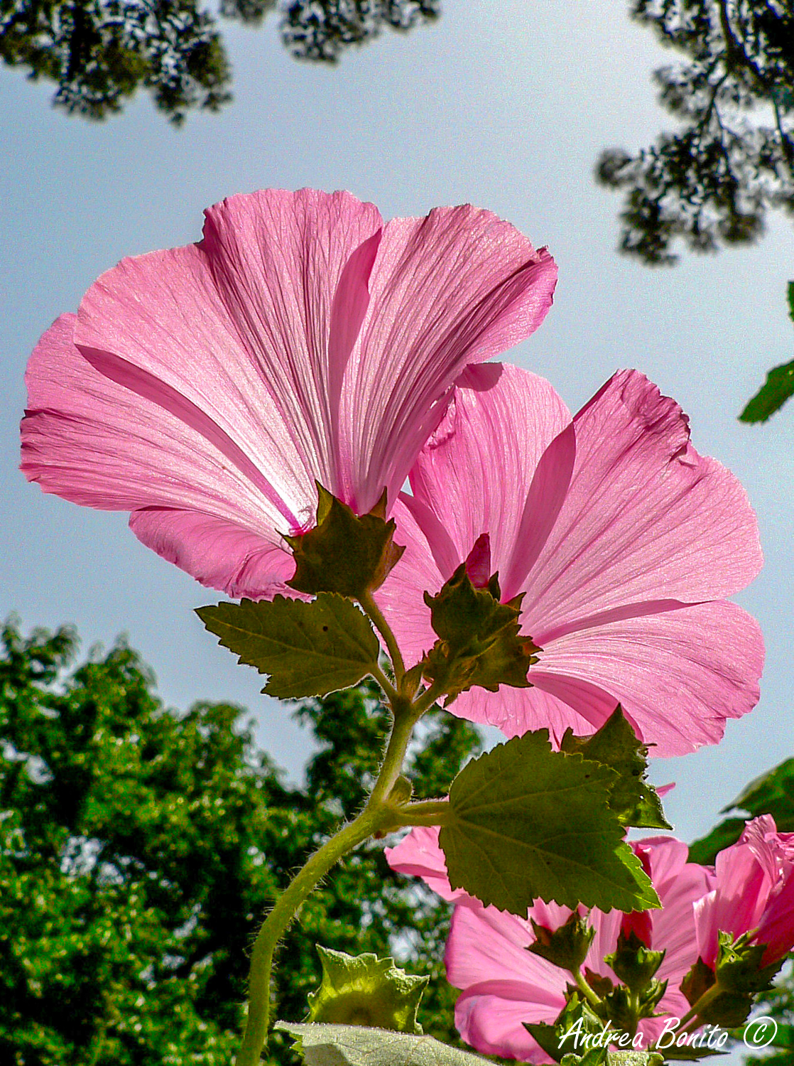 Lavatera quarters
