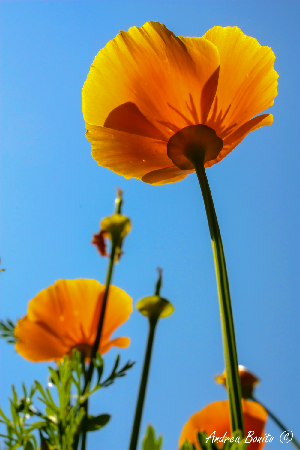 California Eschscholzia
