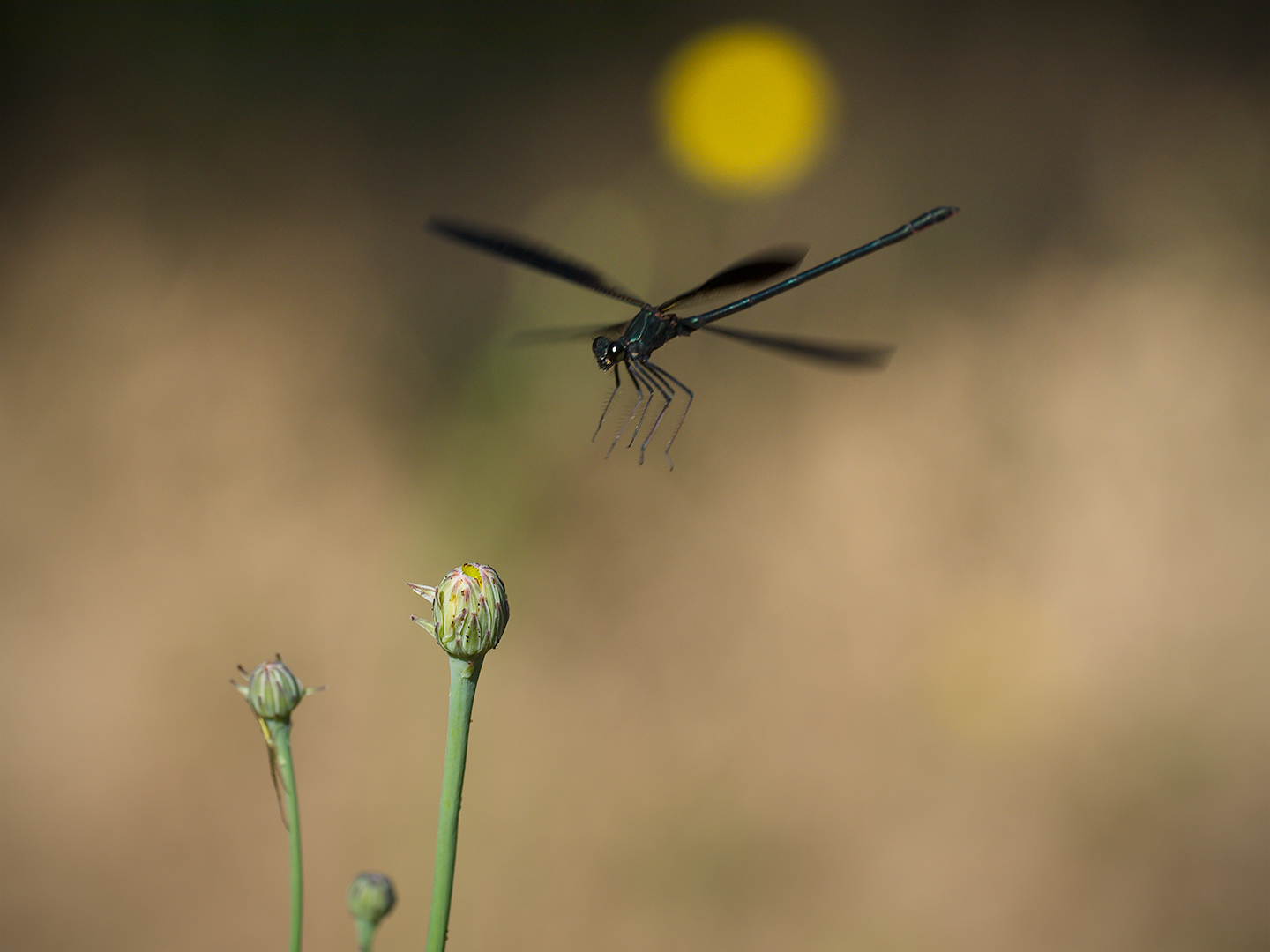 Bridesmaid (Calopteryx Haemorrhoidalis male)