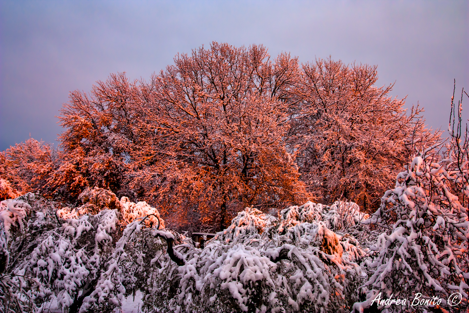 Oak and snow at sunset