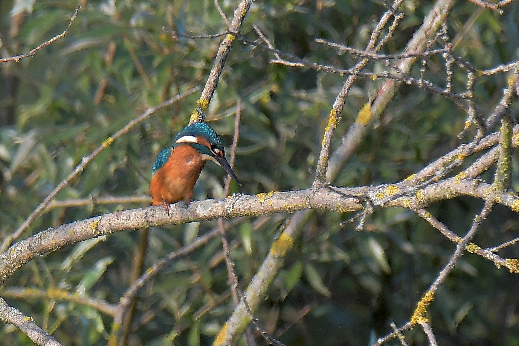 kingfisher oasis lipu