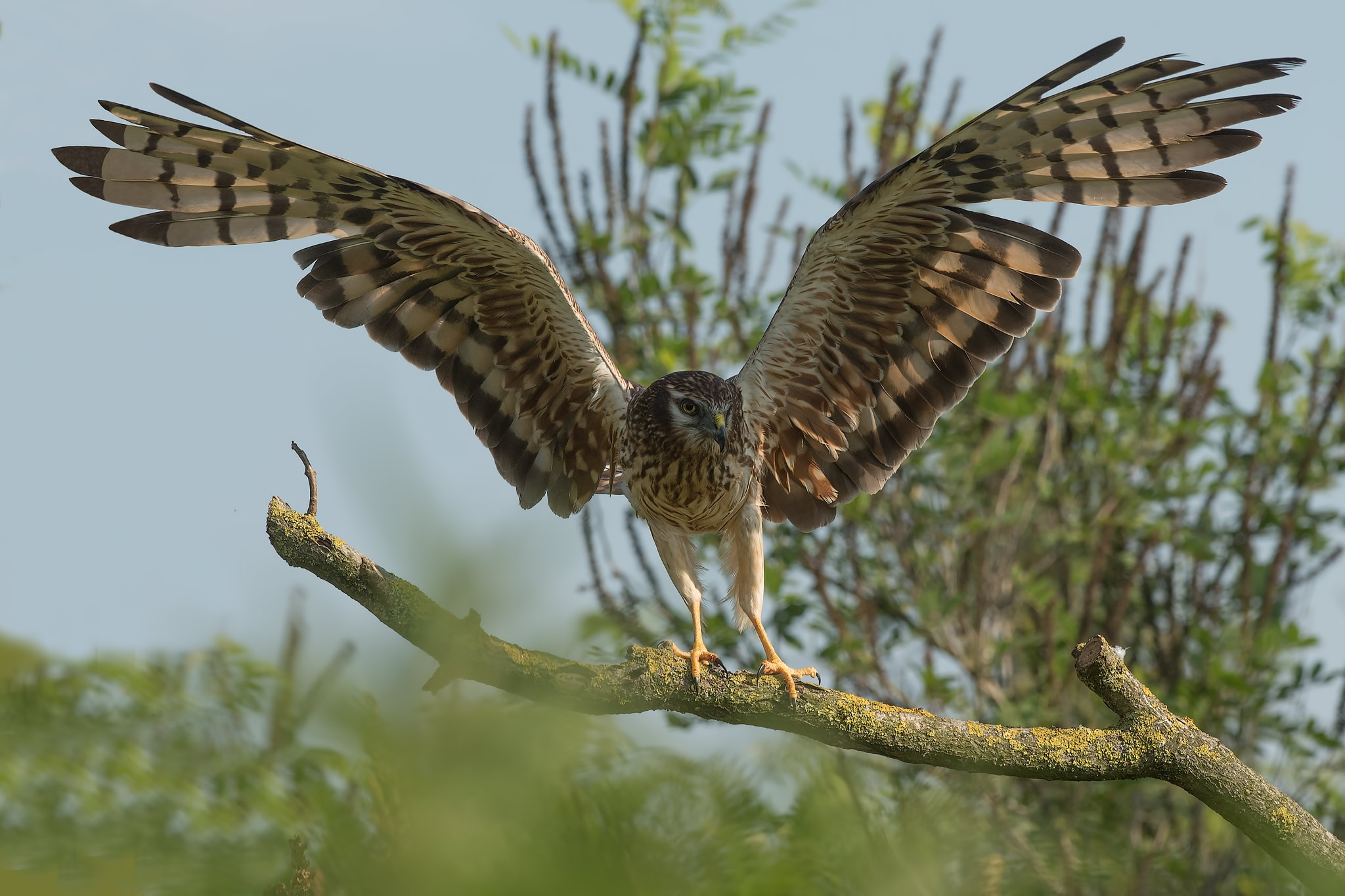 Albanella minore (f.)