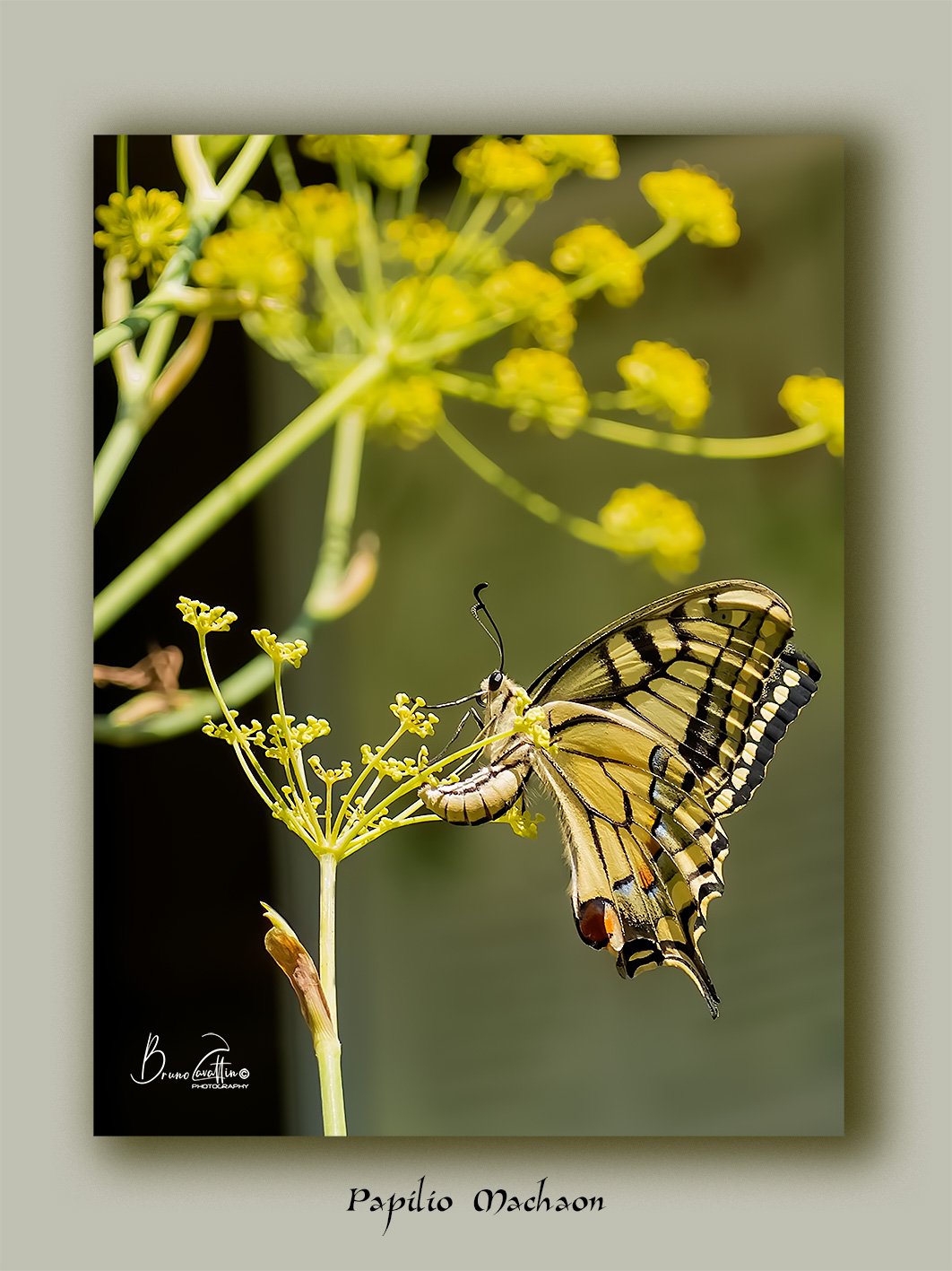 Papilio-machaon