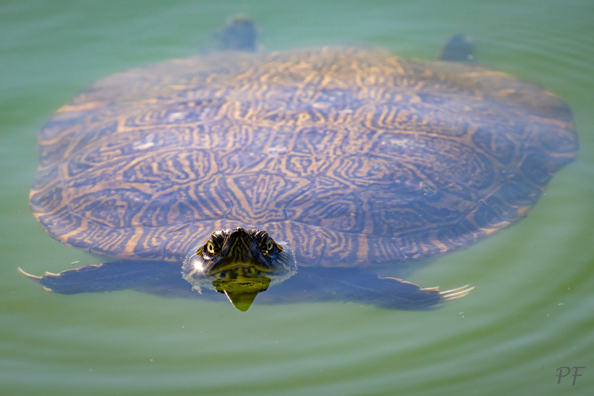 The Monster of the Lagoon