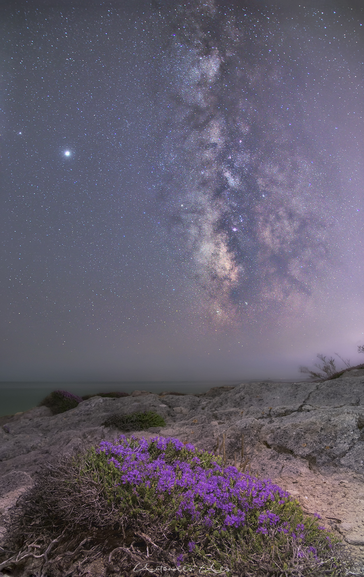 Flower Milkyway, New Hampshire