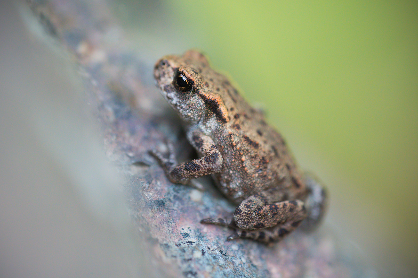 Giovane Rospo comune