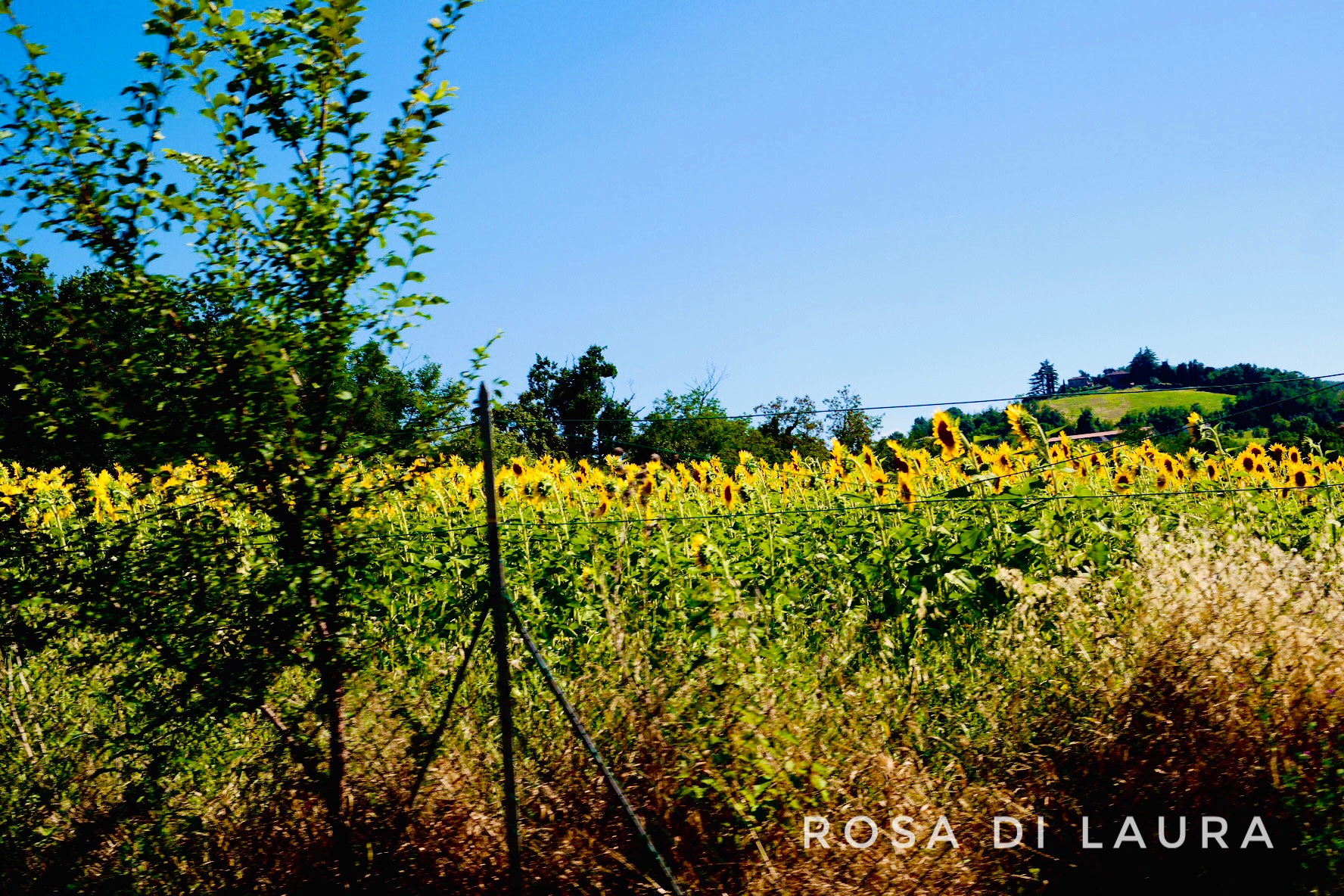 Sunflowers