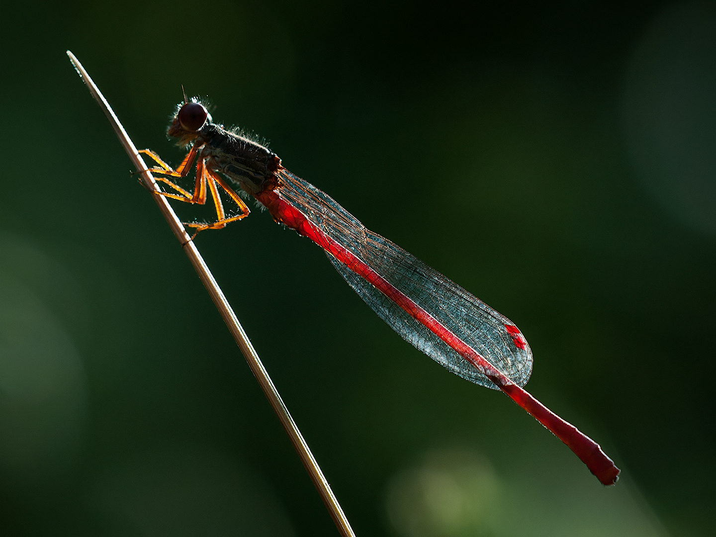 Ceriagrion Tenellum, male